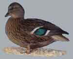 Gray Call female Billi Babette Gray Call female Billi Babette